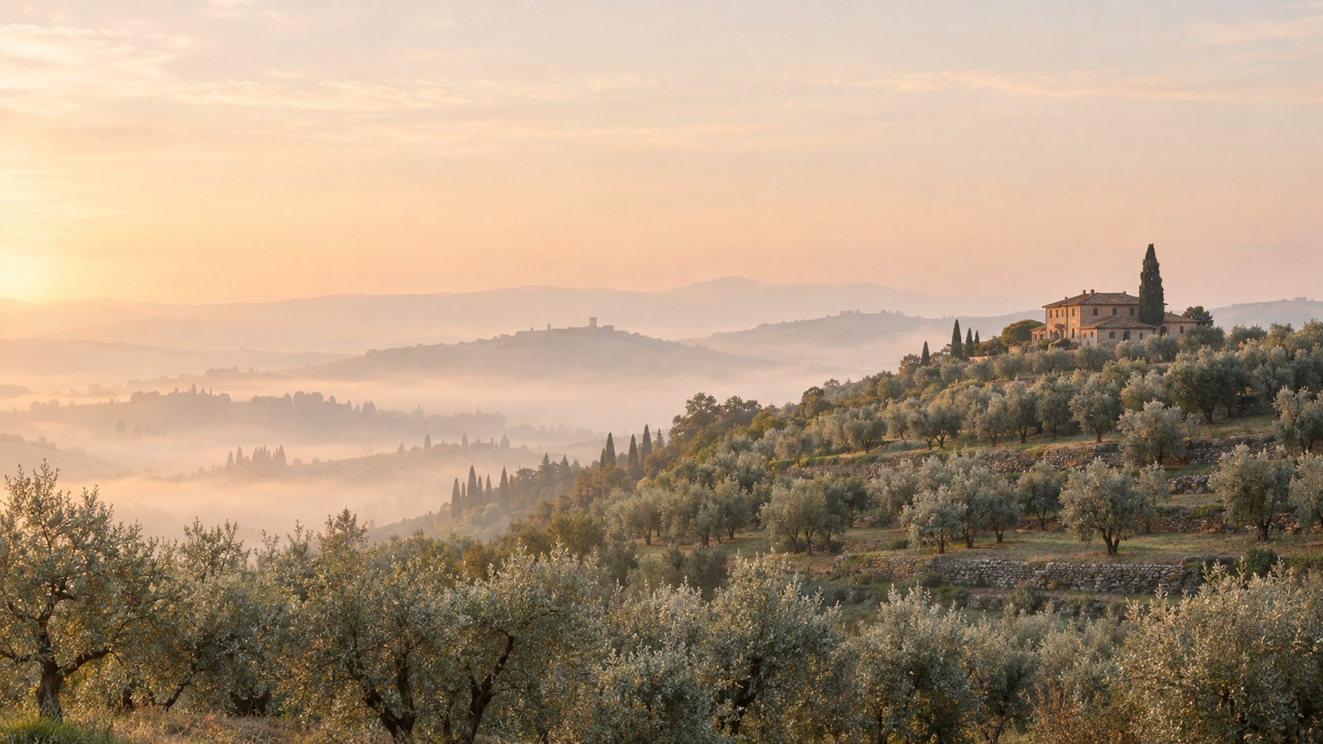 Silvery olive trees on a misty Tuscan hillside at dawn